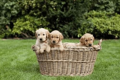 puppies in a basket